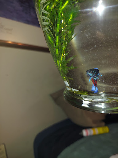 Pet Supply Store «Pet Supermarket», reviews and photos, 3821 S Cobb Dr, Smyrna, GA 30080, USA