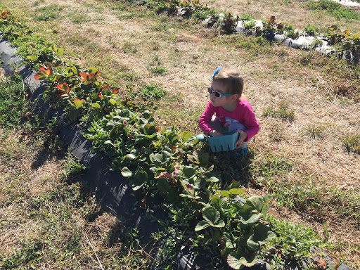 Produce Market «Berry Patch Farms», reviews and photos, 13785 Potomac St, Brighton, CO 80601, USA