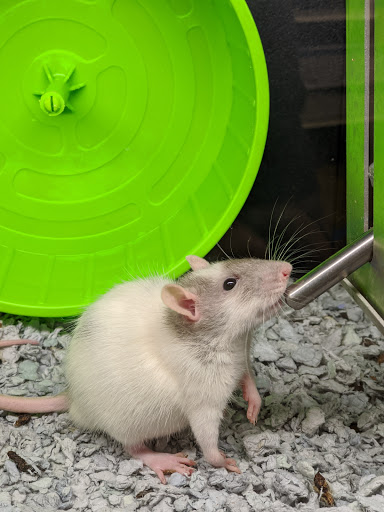 Pet Supply Store «PetSmart», reviews and photos, 1110 NY-112, Port Jefferson Station, NY 11776, USA