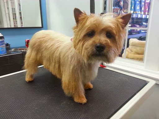 Pet Store «Canine Carousel», reviews and photos, 43135 Broadlands Center Plaza #129, Ashburn, VA 20148, USA