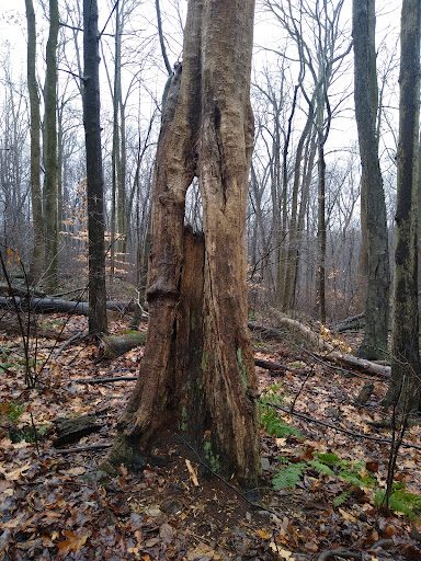 Nature Preserve «Boyd Big Tree Preserve Conservation Area», reviews and photos, Fishing Creek Valley Rd, Harrisburg, PA 17112, USA