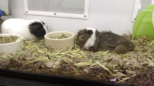 Pet Supply Store «Petco Animal Supplies», reviews and photos, 3731 Gateway Dr, Eau Claire, WI 54701, USA