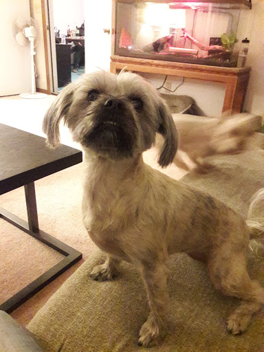 Leelee's Dog House Mobile Grooming