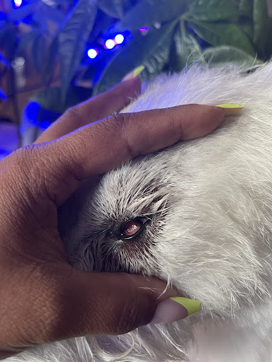 Pet Supply Store «Petco Animal Supplies», reviews and photos, 848 N Colony Rd c, Wallingford, CT 06492, USA