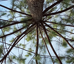 Forest area Zapopan Jalisco photo