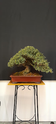 BONSAI VIENNE à Châtellerault
