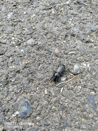 Park «Highland Park Playground», reviews and photos, 1100 SW Cloverdale St, Seattle, WA 98106, USA