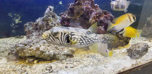 Pet Store «Aqua-Holics», reviews and photos, 2154 Central Florida Pkwy, Orlando, FL 32837, USA