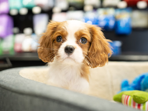 Pet Supply Store «Petland Tyler», reviews and photos, 4512 S Broadway Ave, Tyler, TX 75703, USA