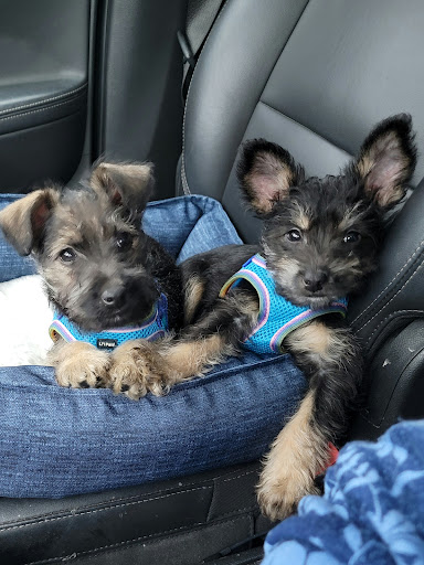 Pet Store «Animal House», reviews and photos, 7869 Hamilton Ave, Cincinnati, OH 45231, USA