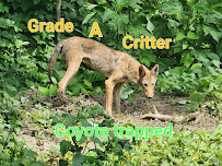 Grade A Critter - Photo 5 - Car repair in , Atlanta