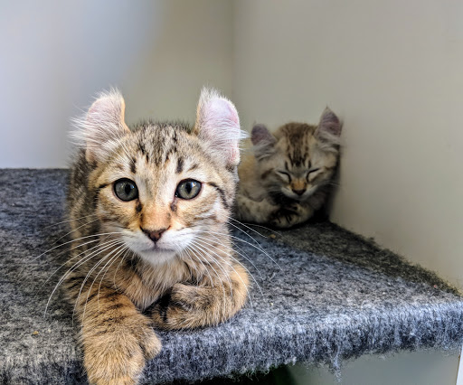 Pet Store «Sand Bar Pet Shop», reviews and photos, 25571 Marguerite Pkwy, Mission Viejo, CA 92692, USA