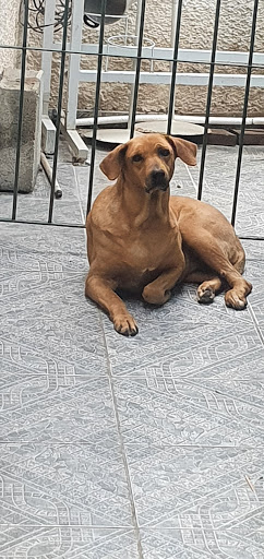 Clínica Veterinária skina dos bichos em São Paulo - SP