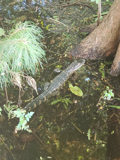 Park «Cypress Wetlands», reviews and photos, 1700 Paris Ave, Port Royal, SC 29935, USA