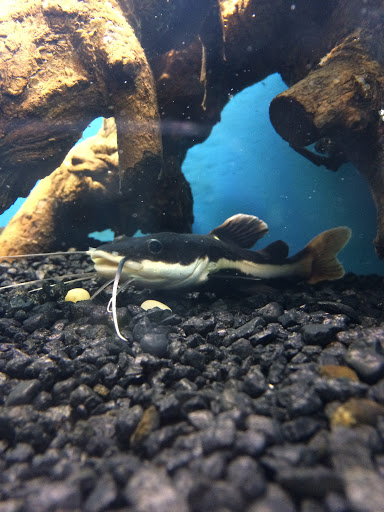 Pet Store «All Pets Club», reviews and photos, 405 Queen St, Southington, CT 06489, USA