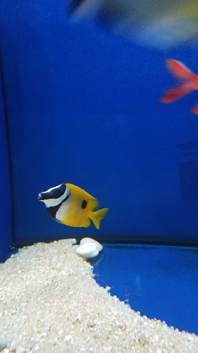 Pet Store «Movie Vault & PETropoliS live», reviews and photos, 1296 Anderson City Rd, Lawrenceburg, KY 40342, USA