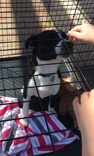 Pet Supply Store «PetSmart», reviews and photos, 7177 SE 29th St, Midwest City, OK 73110, USA