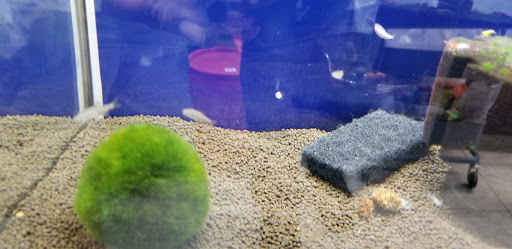 Pet Store «Pet Town», reviews and photos, 7804 Florence Ave, Downey, CA 90240, USA