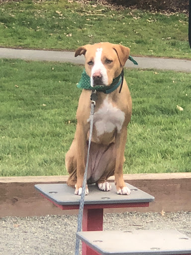 Pet Supply Store «All The Best Pet Care», reviews and photos, 3037 78th Ave SE, Mercer Island, WA 98040, USA