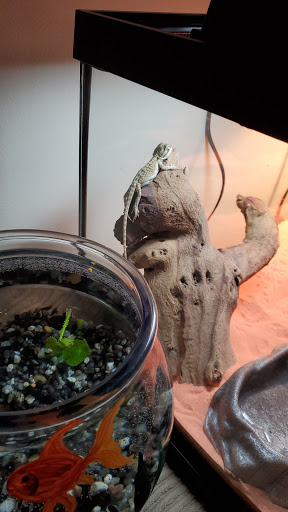 Pet Supply Store «Pet Supplies Plus», reviews and photos, 2424 W State St, Alliance, OH 44601, USA