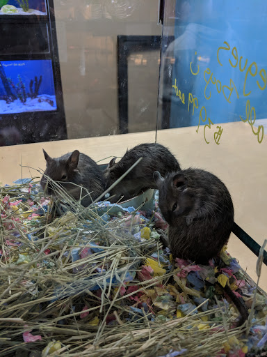 Pet Store «Wildside Pets», reviews and photos, 1042 N Higley Rd #105, Mesa, AZ 85205, USA