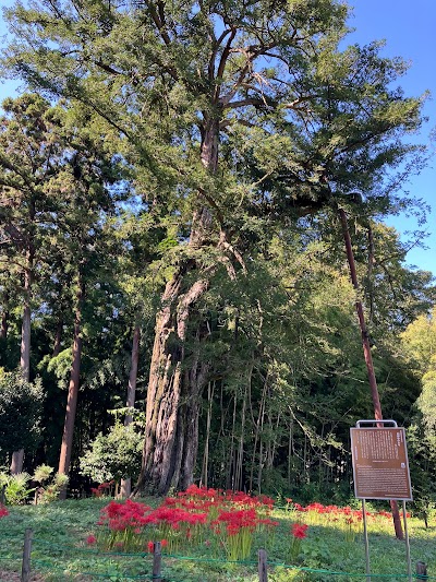 廣徳寺のカヤ