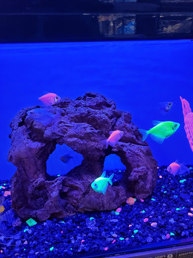 Pet Supply Store «Petco Animal Supplies», reviews and photos, 22 Peninsula Center, Rolling Hills Estates, CA 90274, USA