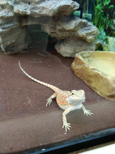 Pet Supply Store «PetSmart», reviews and photos, 1801 Howell Mill Rd NW, Atlanta, GA 30318, USA