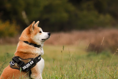 Raion No Shinsei Akita Kennel