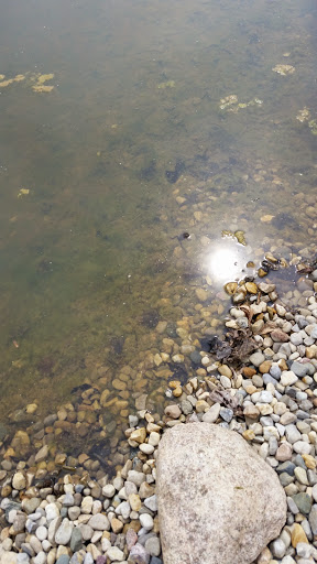 Recreation Center «Go Ape Zip Line & Treetop Adventure - Eagle Creek Park», reviews and photos, 5855 Delong Rd, Indianapolis, IN 46254, USA