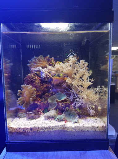 Tropical Fish Store «Ultimate Reefs & Aquariums», reviews and photos, 6020 S Memorial Dr, Tulsa, OK 74145, USA