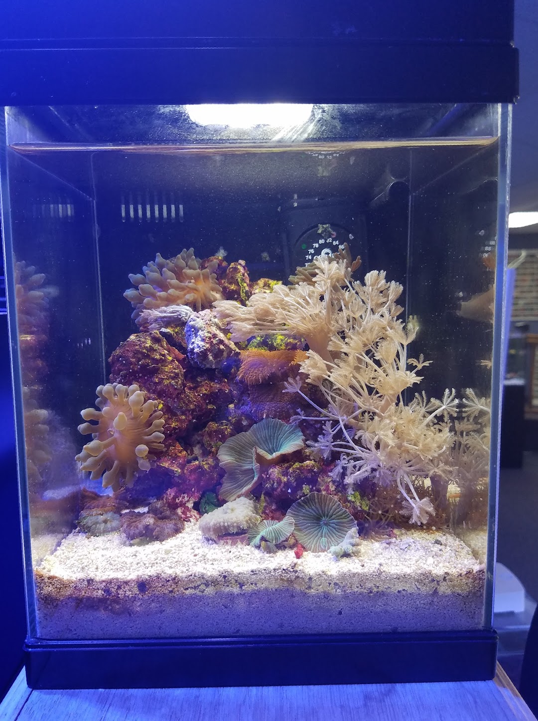Ultimate Reefs & Aquariums