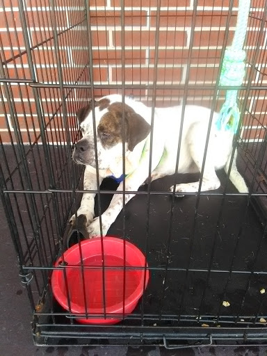 Pet Supply Store «Pet Supermarket», reviews and photos, 501 Cypress Gardens Blvd, Winter Haven, FL 33880, USA