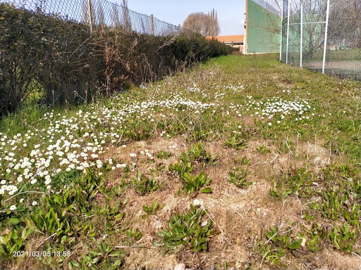 Cancha de tenis de Monzón de Campos — foto 3