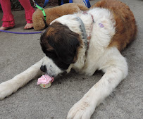 All Creatures Pet Care - Photo 7 - Car repair in , Greenville