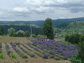 Lavandă Gălăuțaș