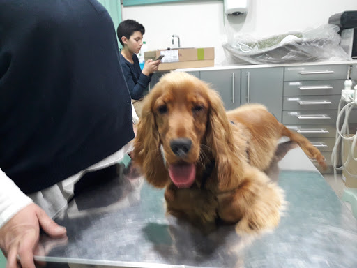 Grup Veterinari en Caldes de Montbui