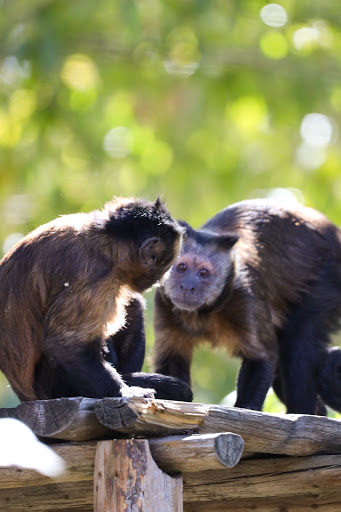 Zoo «Monkey Island», reviews and photos, 8 E 23rd Ave, Denver, CO 80205, USA