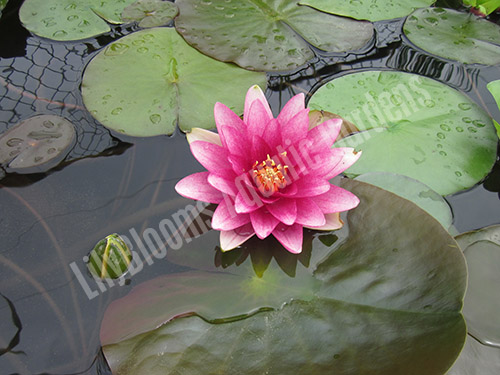 Lilyblooms Aquatic Gardens image 4