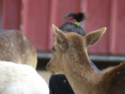 Zoo «Sierra Safari Zoo», reviews and photos, 10200 N Virginia St, Reno, NV 89506, USA