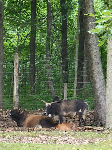 Zoo «Wilderness Trails Zoo», reviews and photos, 11721 Gera Rd, Birch Run, MI 48415, USA