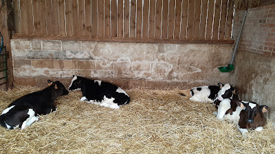Les Saveurs Fermières à Cappelle-en-Pévèle