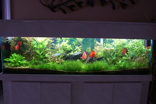 Tropical Fish Store «Jack Wattley Discus», reviews and photos, 6944 NE 4th Ave, Miami, FL 33138, USA