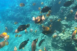 Amed Snorkeling Tour image