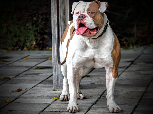 Pet Supply Store «Petco Animal Supplies», reviews and photos, 12014 SW 88th St, Miami, FL 33186, USA