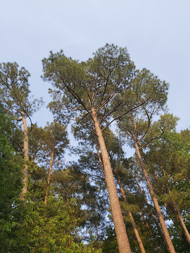 Recreation Center «Go Ape Zip Line & Treetop Adventure - Blue Jay Point County Park», reviews and photos, 3200 Pleasant Union Church Rd, Raleigh, NC 27614, USA