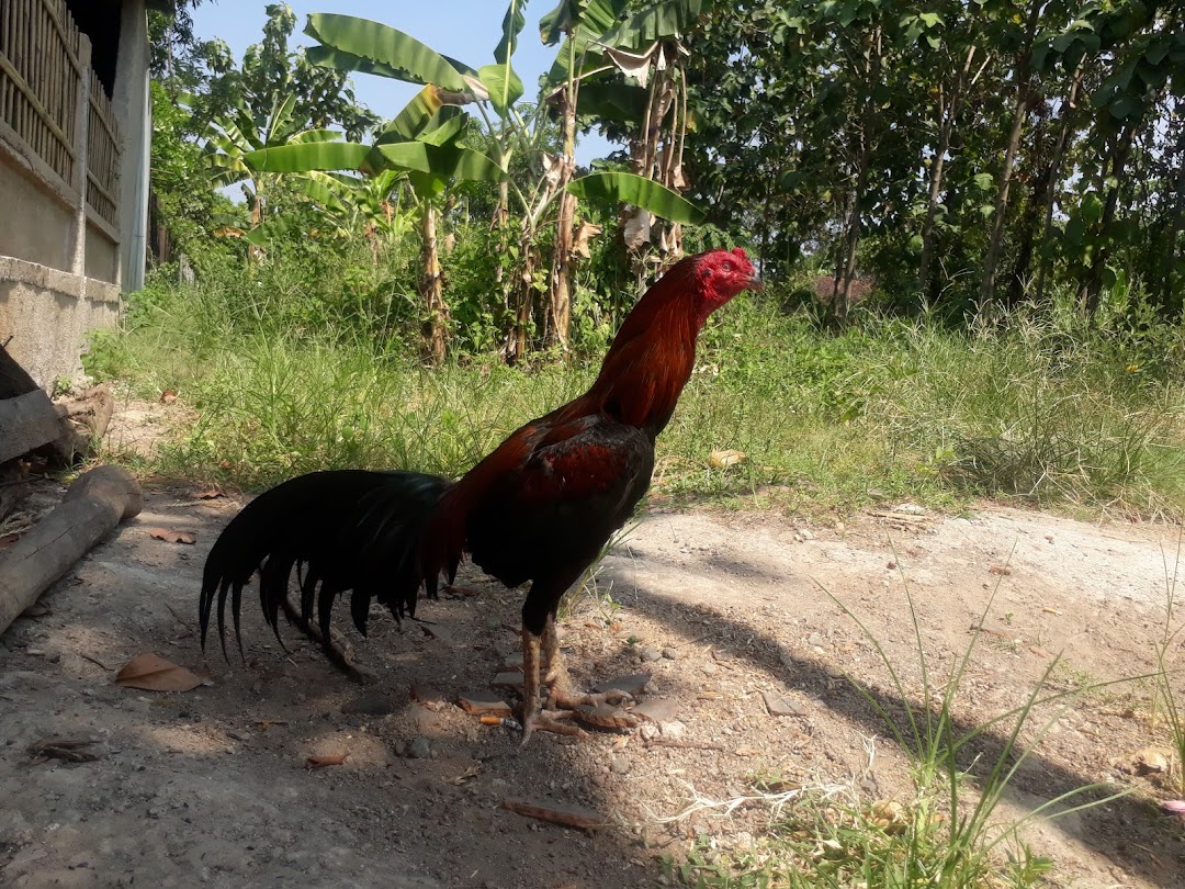 Rumah Sapi Dan Ayam Aduan