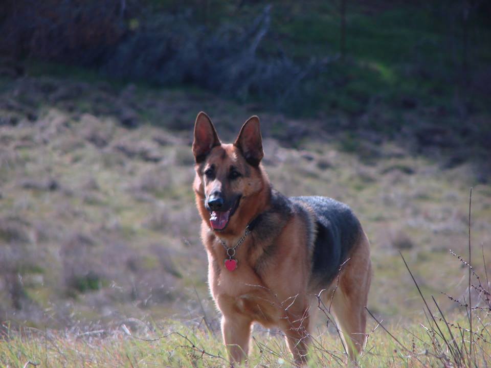 Bay Area German Shepherd Rescue