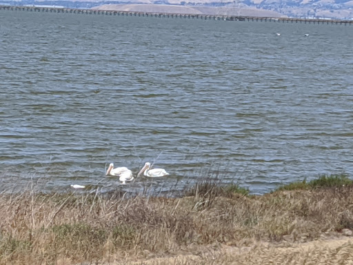Event Venue «Shoreline Amphitheatre», reviews and photos, 1 Amphitheatre Pkwy, Mountain View, CA 94043, USA