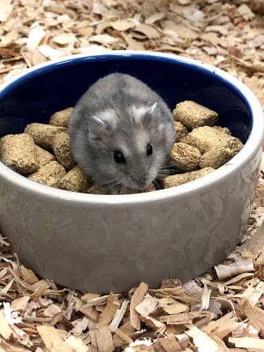 Pet Supply Store «Pet Supermarket», reviews and photos, 1080 Alafaya Trail, Oviedo, FL 32765, USA